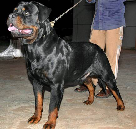 rottweiler