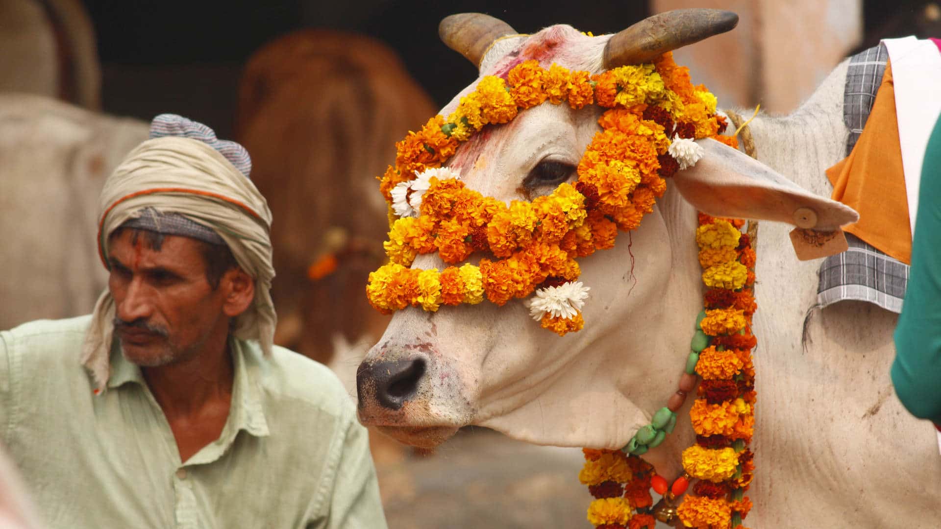 gau pooja 1