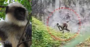 hanuman monkey| bignewslive