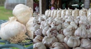 garlic| bignewslive